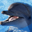 Dolphin's avatar