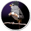 AngriestBird's avatar